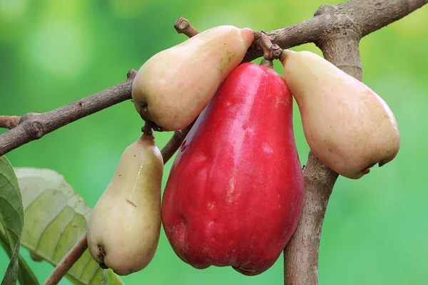 Collection Pink Malay Apples Plant Has Scientific Name Syzygium Malaccense — Stock Photo, Image