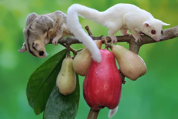 Two young sugar gliders are eating a pink malay apple. This mammal has the scientific name Petaurus breviceps.