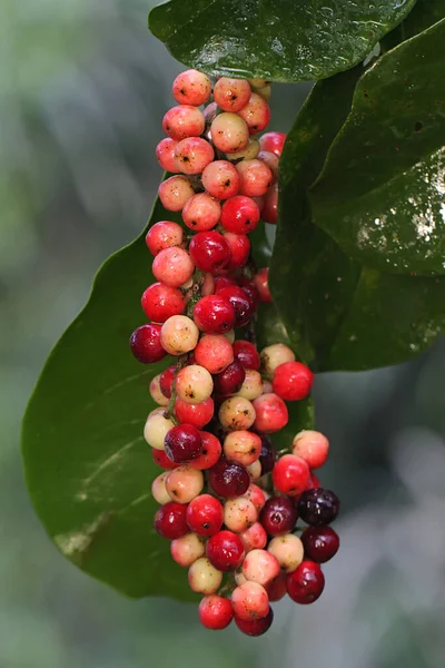 Collection Currant Tree Fruit Ready Harvested Plant Whose Fruit Sour — Stock Photo, Image