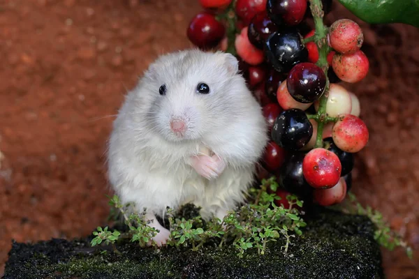 Frenk Üzümü Meyvesi Yiyen Bir Campbell Cüce Hamster Kemirgenin Bilimsel — Stok fotoğraf