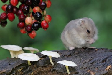 Frenk üzümü meyvesi yiyen bir Campbell cüce hamster. Bu kemirgenin bilimsel adı Phodopus kampbelli.. 