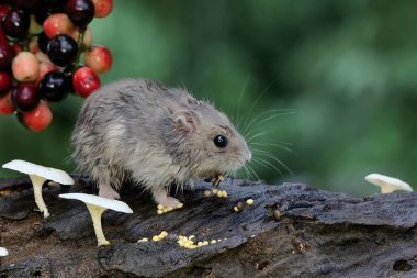 Frenk üzümü meyvesi yiyen bir Campbell cüce hamster. Bu kemirgenin bilimsel adı Phodopus kampbelli.. 