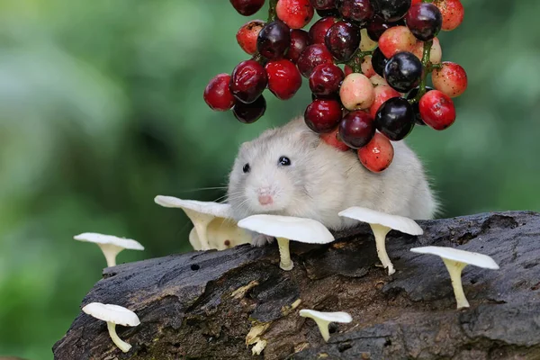 Campbell Dwarf Hamster Eating Currant Tree Fruit Rodent Has Scientific — Stock Photo, Image