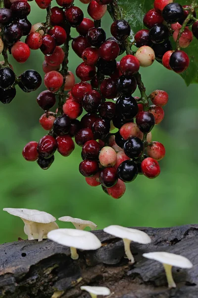 Eine Sammlung Von Johannisbeerbaum Früchten Die Erntereif Sind Die Pflanze — Stockfoto