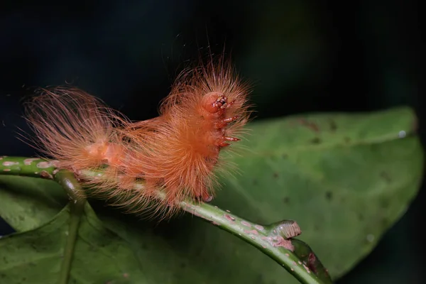 Caterpillar Foraging Bush Animals Eat Fruit Young Leaves — Stock Photo, Image