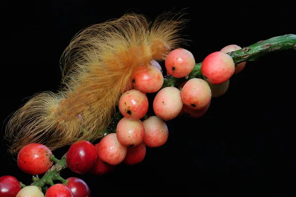 イモムシは茂みの中で成長しています これらの動物は果物や若い葉を食べるのが好き — ストック写真