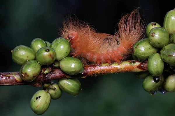 Bir Tırtıl Çalılıklarda Yiyecek Arıyor Hayvanlar Meyve Taze Yaprak Yemeyi — Stok fotoğraf