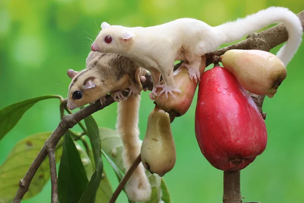 Δύο Νεαρά Ανεμόπτερα Τρώνε Ένα Ροζ Μήλο Αυτό Θηλαστικό Έχει — Φωτογραφία Αρχείου