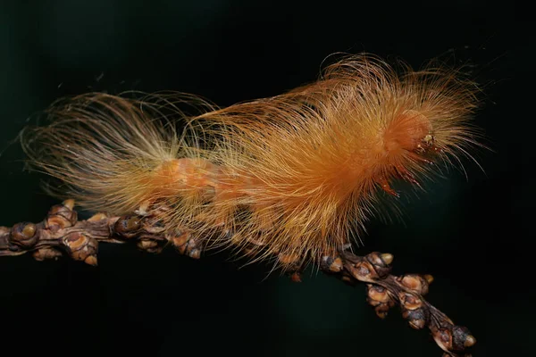 Une Chenille Nourrit Dans Buisson Ces Animaux Aiment Manger Des — Photo