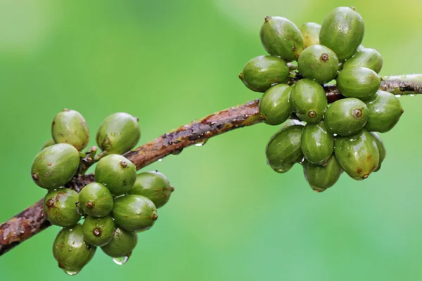 Collection Young Green Robusta Coffee Berries Plant Has Scientific Name — Stock Photo, Image