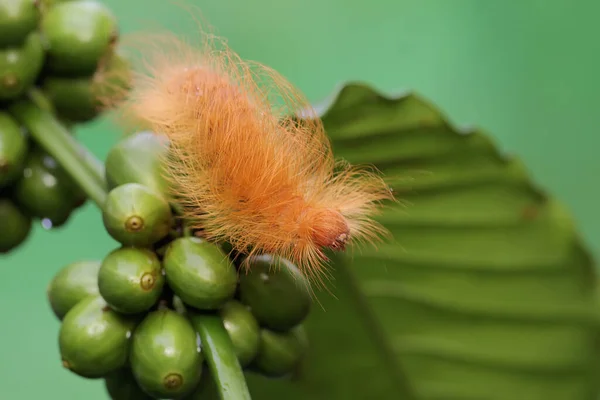 Caterpillar Foraging Bush Animals Eat Young Leaves Fruits — Stock Photo, Image