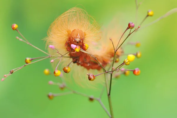 Μια Κάμπια Ψάχνει Για Ένα Άγριο Λουλούδι Αυτά Ζώα Τρώνε — Φωτογραφία Αρχείου