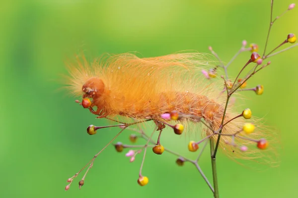 イモムシは野生の花で採餌しています これらの動物は若い葉や果物を食べるのが好きです — ストック写真