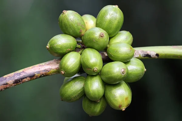 Collection Young Green Robusta Coffee Berries Plant Has Scientific Name — Stock Photo, Image