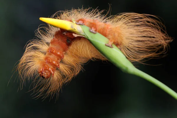 イモムシは野生の花で採餌しています これらの動物は若い葉や果物を食べるのが好きです — ストック写真