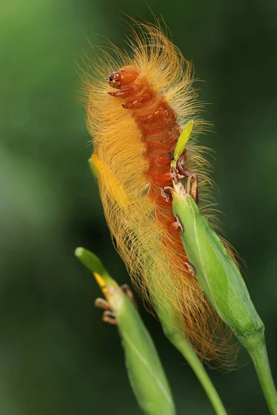 Une Chenille Nourrit Dans Une Fleur Sauvage Ces Animaux Aiment — Photo