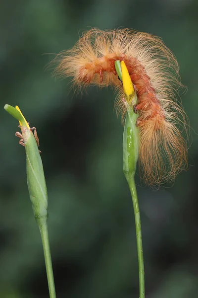 Uma Lagarta Está Forrageando Uma Flor Selvagem Estes Animais Gostam — Fotografia de Stock