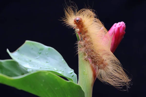 Uma Lagarta Está Forrageando Uma Flor Selvagem Estes Animais Gostam — Fotografia de Stock