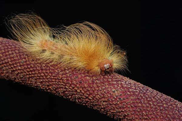 Uma Lagarta Está Forrageando Uma Flor Selvagem Estes Animais Gostam — Fotografia de Stock