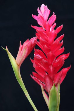 The beauty of a red ginger flower on a black background. This plant has the scientific name Alpinia purpurata.  clipart