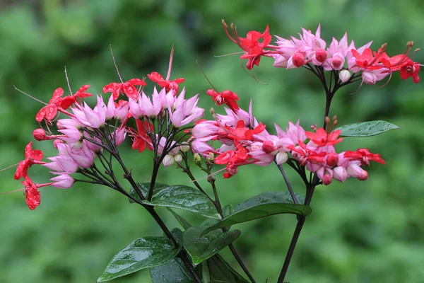 Beauty Bagflower Bleeding Heart Flower Bloom Plant Has Scientific Name — Stock Photo, Image