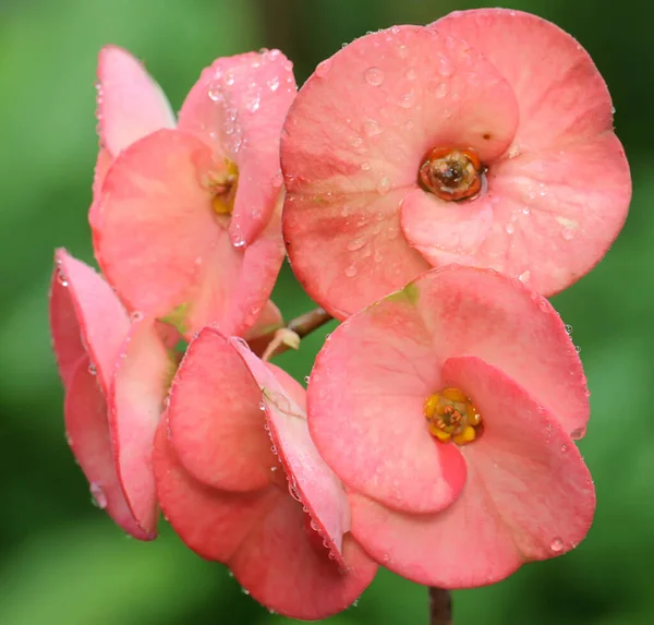 Töviskoszorú Szépsége Teljesen Virágzik Ennek Virágnak Tudományos Neve Euphorbia Ragyogó — Stock Fotó