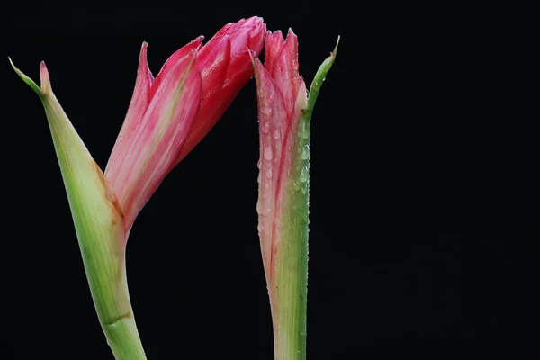 배경에 화의아름다움 식물에는 과학적 Alpinia Purata — 스톡 사진