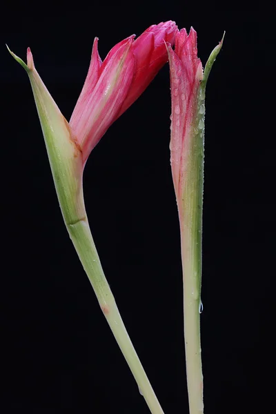 배경에 화의아름다움 식물에는 과학적 Alpinia Purata — 스톡 사진