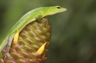 Bir Zümrüt Ağacı Kayması (Lamprolepis smaragdina) günlük aktivitelerine başlamadan önce güneşleniyor.