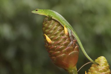 Bir Zümrüt Ağacı Kayması (Lamprolepis smaragdina) günlük aktivitelerine başlamadan önce güneşleniyor.