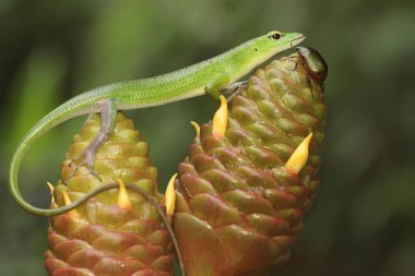 Bir Zümrüt Ağacı Kayması (Lamprolepis smaragdina) günlük aktivitelerine başlamadan önce güneşleniyor.