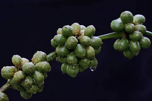 Collection Young Green Robusta Coffee Berries Plant Has Scientific Name — Stock Photo, Image