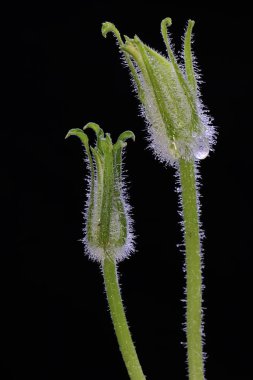 Çiçek tomurcuklarının, kabak bitkilerinin sabah çiğ taneleriyle güzelliği. Bu bitkinin bilimsel adı Cucurbita moschata. 