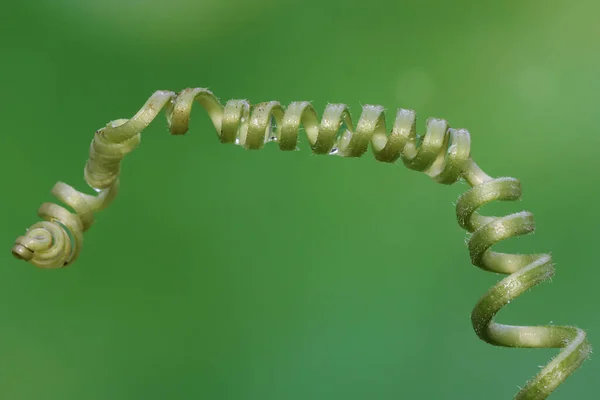 Vinhas Abóbora Fundo Verde Esta Planta Tem Nome Científico Cucurbita — Fotografia de Stock