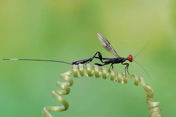 Viespe Coroană Caută Pradă Drilele Plantei Dovleac Această Insectă Numele — Fotografie, imagine de stoc