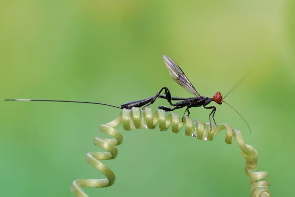 Uma Vespa Coroa Está Procura Presas Nos Tendrils Planta Abóbora — Fotografia de Stock