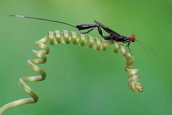 Uma Vespa Coroa Está Procura Presas Nos Tendrils Planta Abóbora — Fotografia de Stock