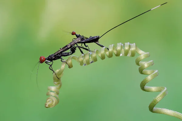 Uma Vespa Coroa Está Procura Presas Nos Tendrils Planta Abóbora — Fotografia de Stock