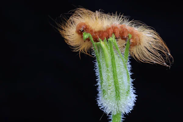 Eine Raupe Ist Auf Nahrungssuche Einem Gebüsch Diese Tiere Fressen — Stockfoto