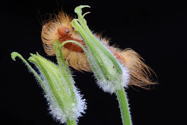 Une Chenille Nourrit Dans Buisson Ces Animaux Aiment Manger Jeunes — Photo