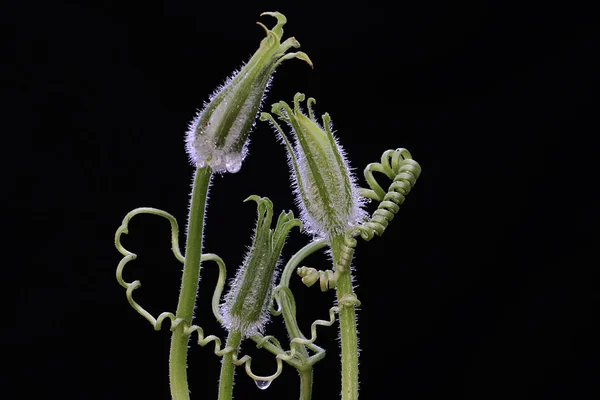 꽃봉오리의아름다움 식물의 식물에는 과학적 Cucurbita Moschata — 스톡 사진