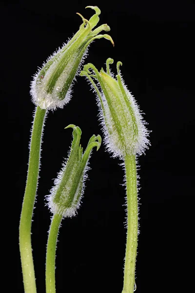 식물의 아름다운 꽃봉오리 식물에는 과학적 Cucurbita Moschata — 스톡 사진
