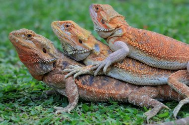 Üç sakallı ejderha birlikte güneşleniyor..