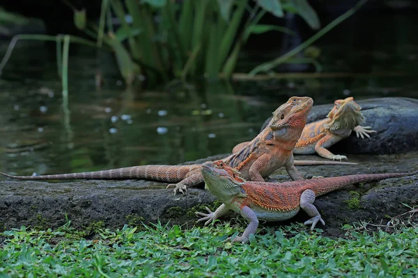 Three Bearded Dragons Sunbathing Together — Stock Photo, Image