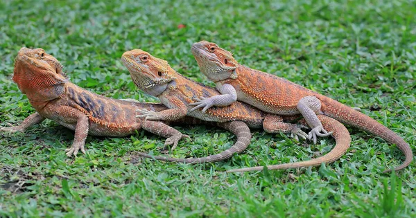 Tres Dragones Barbudos Están Tomando Sol Juntos — Foto de Stock