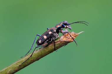 Bir kaplan böceği çalılıklarda avını arıyor. Bu böceğin bilimsel adı Cicindela aurulenta. 