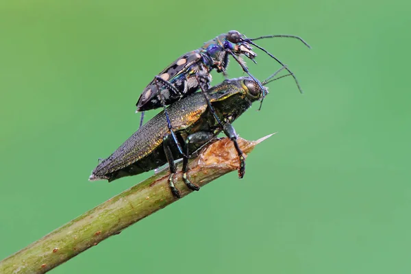 Tiger Beetle Looking Prey Bush Insect Has Scientific Name Cicindela — Stock Photo, Image