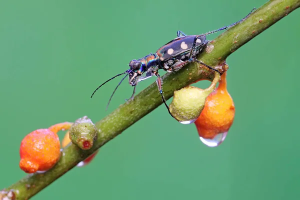 Escarabajo Tigre Está Buscando Presas Arbusto Este Insecto Tiene Nombre —  Fotos de Stock