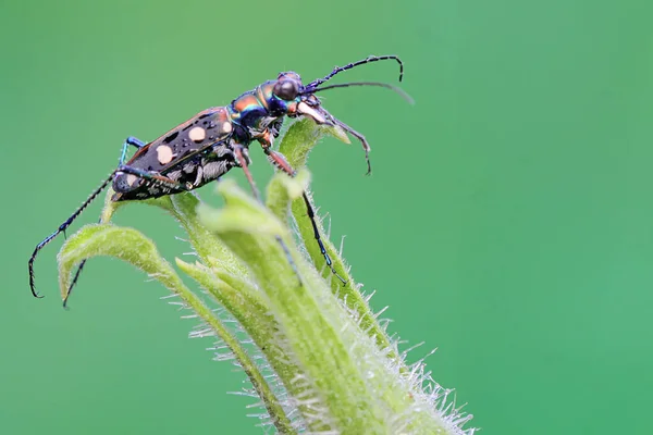 Coléoptère Tigre Cherche Des Proies Dans Buisson Cet Insecte Porte — Photo