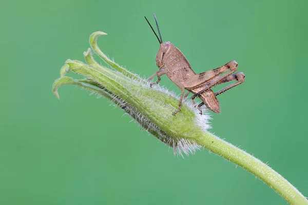 一只年轻的蚱蜢正在吃一种野果 — 图库照片